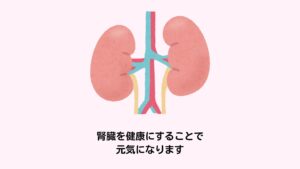 東洋医学では腎臓は元気の源です