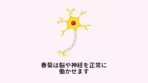 春菊は脳や神経を正常に働かせます