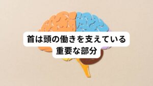 首は頭の働きを支えている重要な部分首の深い部分には自律神経機能に関わる神経や頭部へ流れる血管が密集しています。

この自律神経は、全身の器官や血流を調節している神経です。
首に異常が起きてしまうと自律神経に関わる不調が発生しやすくなります。

そのためマッサージで首を強く揉んでは自律神経に影響が起こる可能性があります。
マッサージ後にめまいが起こる原因にはこの首を通っている自律神経に強い刺激が加わってめまいが起きたと考えられます。