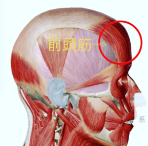 前頭筋の痛みの特徴額にある前頭筋は、主に表情を作るときに使われる筋肉です。
眉を引き上げたり、額にしわを寄せたりする動作を行います。

【前頭筋の痛みが出る場所】
・おでこ(前頭部)の痛み
・額から頭頂にかけての痛み