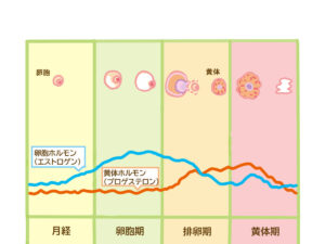 生理がはじまる数日前や生理中に頭痛症状がでてくる方が多い傾向にあります。
ご相談の女性は、生理の前後や排卵の前後に症状が強くでるとのことでした。
この症状が起こる原因には女性ホルモンであるエストロゲンの分泌量と関連しているとされています。

女性は1か月の中でホルモンの分泌の状態が常に変化しています。
とくにエストロゲンは、生理が終わると、次の生理にむけて、だんだんと分泌する量が増えていきます。

そして、排卵前にピークを迎え、排卵すると一気に分泌量が減ります。
その後ある程度の分泌量をキープしながら、その期間に妊娠しないと生理がはじまるとさらに分泌量が減っていきます。
周期の中では生理の後半が一番エストロゲンの分泌量が少ないのです。