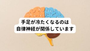 「大勢の人前に出ると緊張する」、「試験の日に手が冷たく感じた」という経験はどなたでもあると思います。
私も鍼灸学生で国家試験をする際に、手がとても冷たくなった記憶があります。
このような手足が冷たくなる反応は自律神経が関与しており大きく2つの理由があげられます。


1.手足の血管の太さが細くなる
2.手足からの発汗