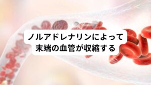 寒さや冷気などのストレスが体に加わると、脳からノルアドレナリンという物質が分泌されます。
それが交感神経に働きかけて手足の末梢の血管を収縮させるようにします。

手足の末梢の血管が収縮することで手足にながれる血液の量が減ります。
血液の量が減ることで手足の温度が下がります。

これにより末端の血管から熱が放熱されないように身を守っていると考えられます。
この生理的な反応が手足の冷えとして感じるようになります。

寒さなどのストレス以外でも怒りや恐怖などの精神的ストレスによっても脳からはノルアドレナリンが放出されます。
そのため自律神経の交感神経が働き末梢の血管が収縮することで手足の冷えを感じるようになります。