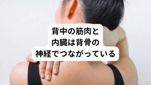 なぜ背中のこりが内臓の働きと関係しているのでしょうか。
それは理由として筋肉を支配している神経と、内臓を活動させている神経が「背骨で連結している」というのがあります。
そのため「内臓だけが疲労し、背中の筋肉が良い状態を保つ」ということは生理機能として無理なのです。

改善のためには痛みやこりのある背中を解消させればよいというわけにはいきません。
しっかりと疲労している内臓に対して効率的にアプローチすることが重要です。

とくに体液循環(血液やリンパ液)の改善に重きをおいて治療することが大切です。
それによって肝臓や胃、膵臓や脾臓、腎臓などの疲労によって緊張した背中の痛みやこりが解消されていきます。

癌や腫瘍など病気による背中の痛みの解消は難しいですが、内臓の疲労による背中の痛みやこりは比較的簡単に解消できます。
表面的な症状だけでなく根本原因を改善して全身のバランスを調整することが大切です。