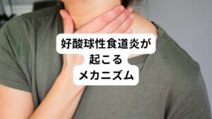 正確には明らかにされていませんが、この病気の患者様に対して特定の食事を制限することで炎症の改善が認められることが多いことが報告されています。
主に食物抗原（アレルゲン）に対する慢性的なアレルギー反応によって食道に炎症が生じると考えられています。

食道の粘膜に対して抗原(何らかの食物)が接触するとアレルギー反応を生じ、そのシグナルによって食道に好酸球がたくさん集まります。
集積された好酸球から分泌される蛋白やアレルギー反応によって誘導される他の蛋白が食道で慢性的な炎症を引き起こすというメカニズムが想定されています。