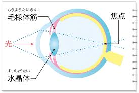 最近は視力低下や眼精疲労など目の不調でお悩みの方が増えています。
この要因となっているのはパソコンやスマートフォンなどのモニター作業を長時間使用していることがあります。

スマホなどモニターを近くで見続けると目のピント調節を行っている毛様体筋が緊張し疲弊します。
この毛様体筋は遠くの景色を見るときは筋肉が緩み、パソコンなど近くのものを見ると筋肉が緊張した状態が続きます。
この過緊張が長時間続くと目が疲れて視力低下を起こしてしまうのです。