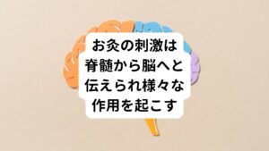 では、お灸は、どのような身体によい効果をもたらすのでしょうか。
主に3つの効果があります。

① 温熱効果
② ツボ刺激
③ アロマテラピー

まず、お灸を据えることで燃えるときに起こる温熱の効果が発揮されます。
これにより周囲の組織の血流が高まります。

2つ目がツボ刺激の効果です。
ツボへの刺激は体表面の知覚神経を介して脊髄に入り、脊髄視床路という経路をたどって脳へと伝えられます。

脊髄神経に刺激が入ったときは幾重にも分岐して脳へ戻っていきます。
そのあと脳に入った刺激は脳のさまざまな部位へと伝えられ、それぞれの部位で刺激が様々な作用が引き起こすことがわかってきました。