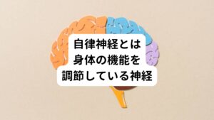 自律神経は私たちの身体の中で無意識に24時間常に働いている神経です。
この自律神経は私たちが朝起きて活動的になるために身体の機能を高めたり、逆に夜は睡眠をとるために身体を休ませ回復させる機能を高めたりしています。
常に無意識に行っている呼吸、消化、血行循環の機能などは全てこの自律神経によってコントロールされています。