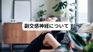 【副交感神経】
就寝時の睡眠やリラックスしているときに優位に働くのが副交感神経です。
副交感神経が優位に働いているときは、体温が下がり、呼吸も落ち着き、体がリラックスしている状態です。
また消化活動を活発させる働きも副交感神経にあります。