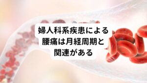 婦人科系の疾患が原因で起こる腰痛は、他の腰痛とは異なる特徴を持っています。
特に子宮内膜症や子宮筋腫などの病気が原因の場合、痛みが出現するリズムや部位が特徴的です。

まず、婦人科系の腰痛の特徴として、月経周期と関連した痛みが挙げられます。
子宮内膜症の場合は月経のたびに痛みが増すことが一般的です。

これは、子宮内膜が子宮外にできるため、月経時に出血と炎症が痛みを誘発させるためです。

また子宮筋腫が原因の場合、大きな筋腫が周囲の組織を圧迫することで腰痛が生じてしまいます。
このような圧迫感や痛みは、立ち仕事や長時間の座位で悪化することがあります。

他にも婦人科系疾患が原因の腰痛は、安静時にも痛みを感じることが多い傾向にあります。
特に夜間に痛みが強くなります。

また痛みが慢性化しやすく、治療を受けないと日常生活に支障をきたすことが多いです。