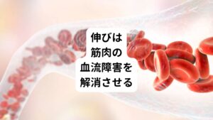 血液がうまく流れないと細胞の栄養の供給と老廃物の交換が遅くなり、新陳代謝が低下してしまいます。
つまり、筋肉は硬くなってしまいます。

デスクワークや勉強後などに無意識に伸びがしたくなるのは、血を通わせるためだと考えられています。
伸びすると酷使されて緊張した筋肉と圧迫をうけた血管が解放され血が通い出します。