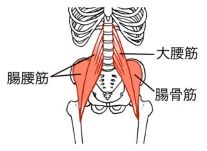 腰痛が起きている原因には「腸腰筋(ちょうようきん)」と呼ばれる腹部の奥にある筋肉が関係しています。
足をあげると腰が痛む症状がこの筋肉にはあります。

この腸腰筋の主な働きは以下の通りです。

【腸腰筋の働き】
・ボールを蹴る
・靴下をはく
・太ももを上に挙げる
・仰向けから上半身を起き上がらせる

などがあります。